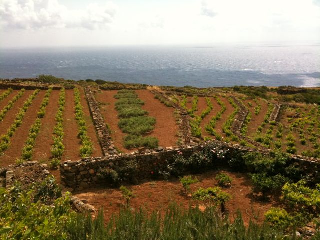 Vineyards in Pantelleria