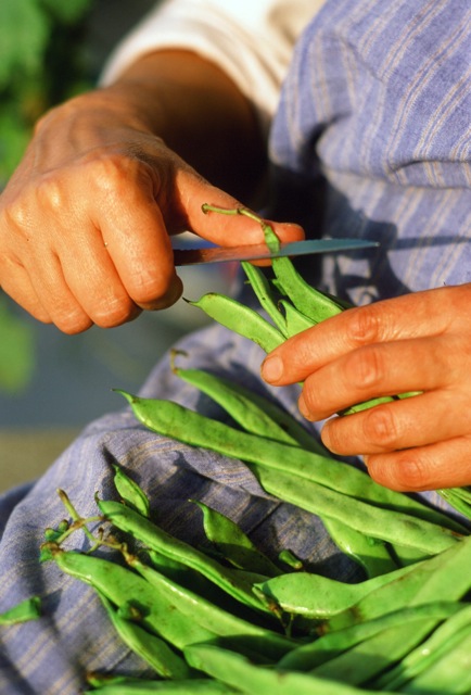 Snipping Roman flat beans on the farm at Le Garzette, the Lido, Venice. | Photo: Paolo Destefanis for Veneto: Authentic Reicpes from Venice and the Italian Northeast, by Julia della Croce
