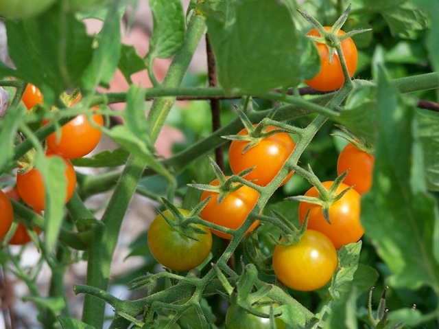 Sungold tomatoes in my garden. | Photo: Nathan Hoyt 