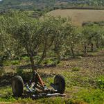 The Fine Olive Oil of Trapani